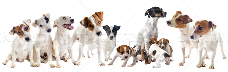  jack russel terriers Stock photo © cynoclub