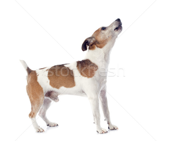 Stock fotó: Terrier · portré · stúdió · kutya · fehér · állat