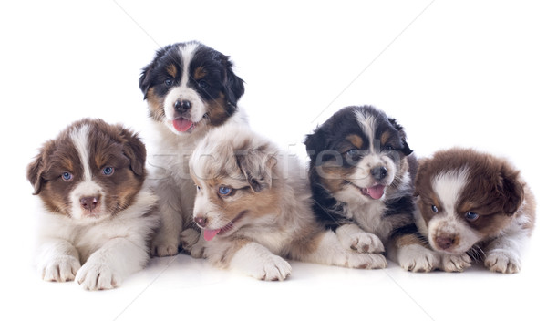 Stock fotó: Kiskutyák · ausztrál · juhász · fehér · kutya · boldog