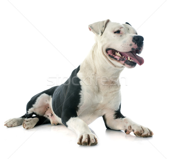 Stock fotó: Staffordshire · terrier · fajtiszta · fehér · fekete · állat · férfi