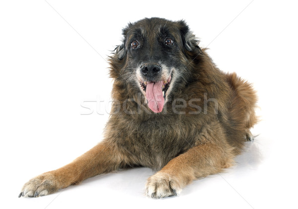 old belgian shepherd Stock photo © cynoclub