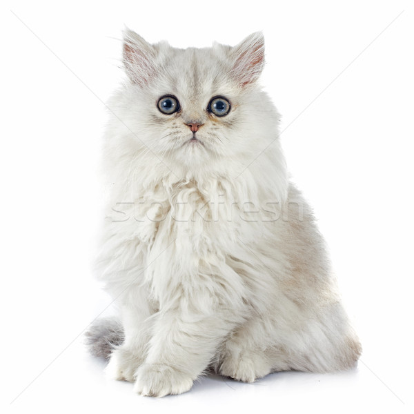 Kiscica fehér macska fiatal stúdió fehér háttér Stock fotó © cynoclub