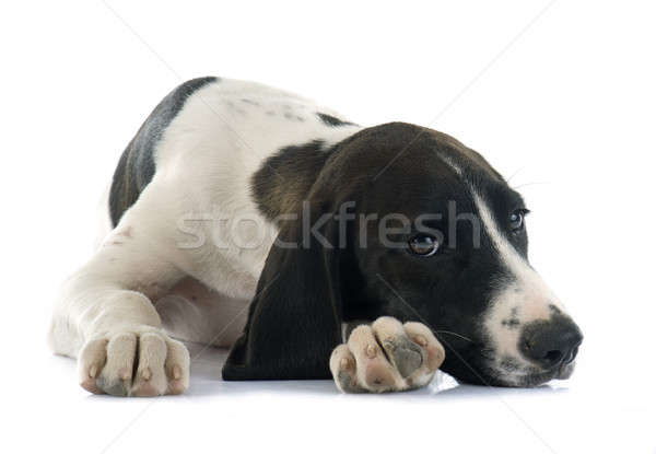 puppy Braque d'Auvergne Stock photo © cynoclub