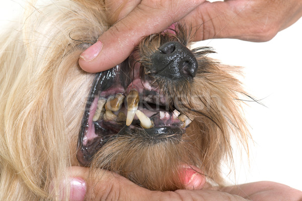 tartar teeth of old dog Stock photo © cynoclub