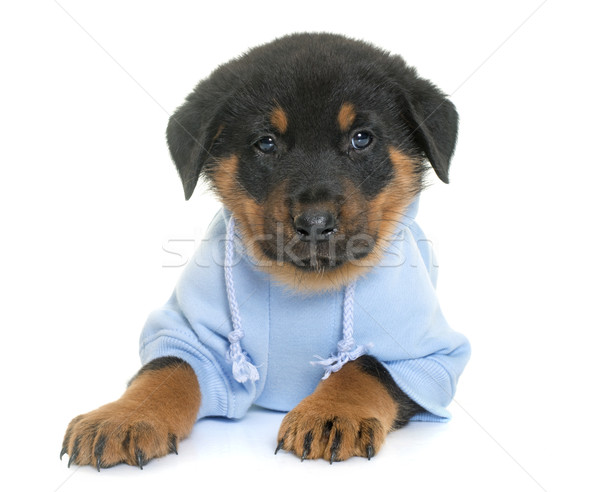 dressed beauceron puppy in studio Stock photo © cynoclub