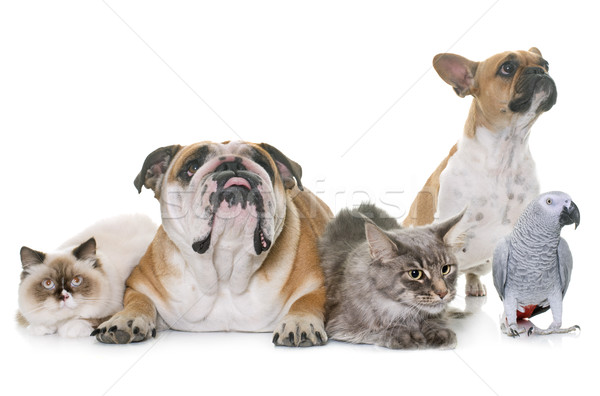 group of pet Stock photo © cynoclub