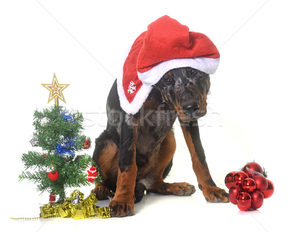 Giovani Natale bianco cane nero Hat Foto d'archivio © cynoclub