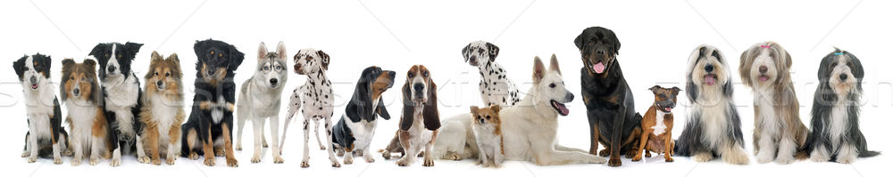 group of dogs Stock photo © cynoclub