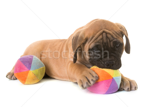 Cachorro toro mastín perro animales mascota Foto stock © cynoclub