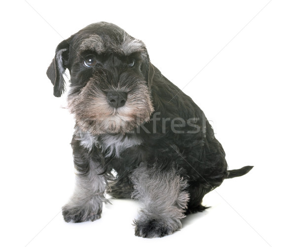 Cucciolo miniatura schnauzer bianco cane triste Foto d'archivio © cynoclub