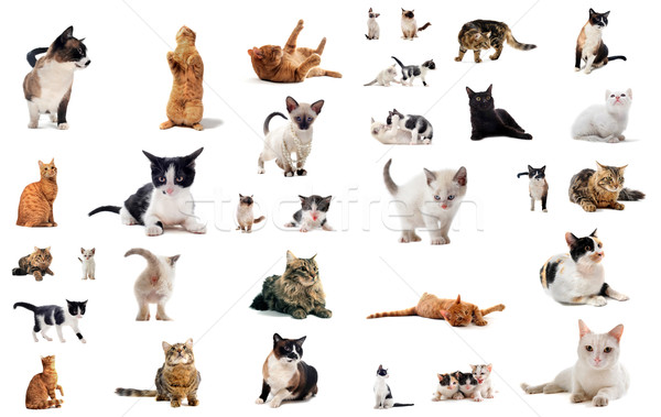 Foto stock: Gatos · estúdio · gatinho · branco · gato · grupo
