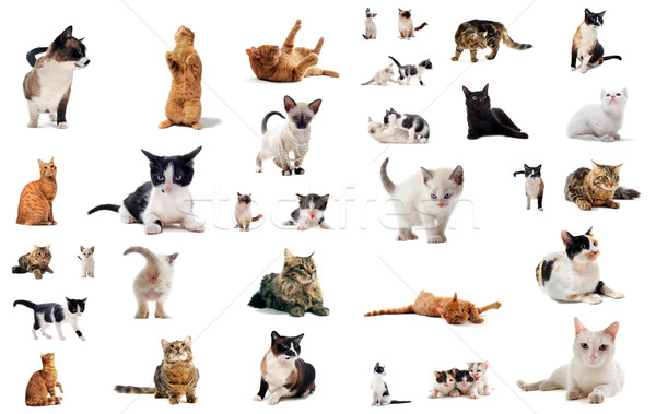 Foto stock: Gatos · estudio · gatito · blanco · gato · grupo