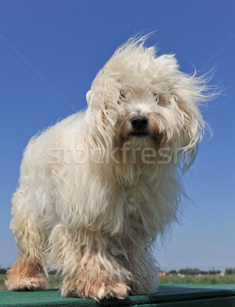 maltese dog Stock photo © cynoclub
