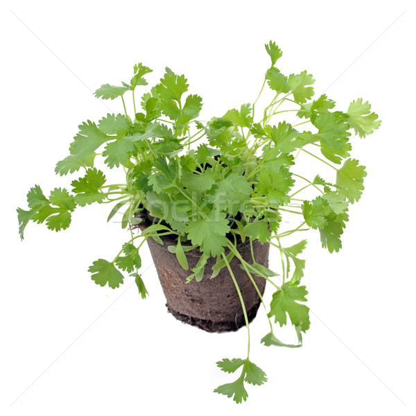 cilantro in pot isolated Stock photo © cynoclub