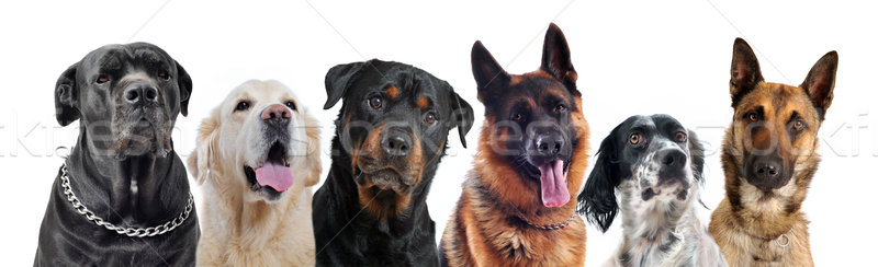 Stock fotó: Kutyák · összetett · kép · fajtiszta · fehér · kutya