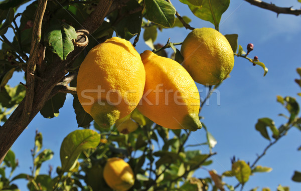 Limonero día primavera árbol Foto stock © cynoclub