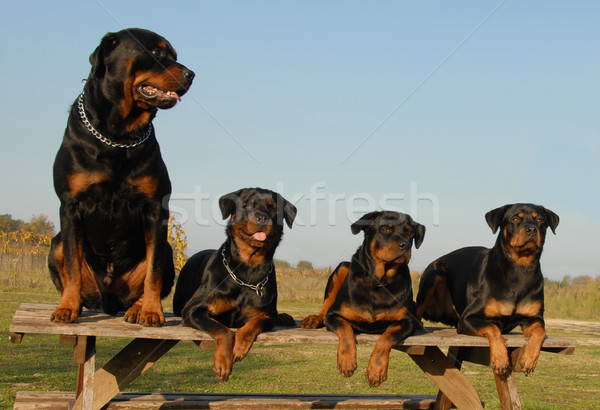 Cuatro perros familia rottweiler negro Foto stock © cynoclub