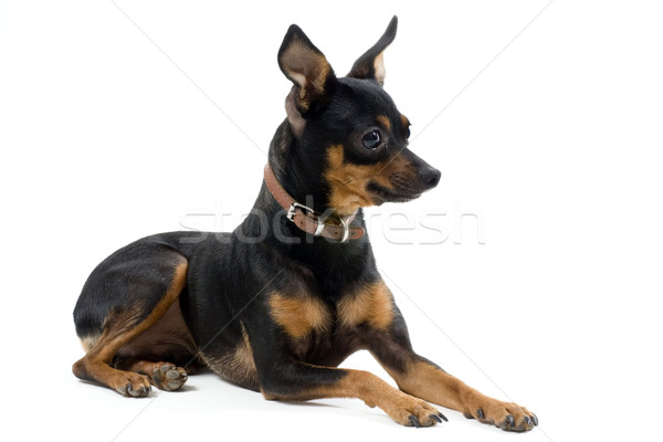 miniature pinscher Stock photo © cynoclub