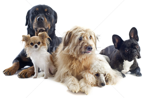 Stockfoto: Vijf · honden · portret · herdershond · poedel · rottweiler