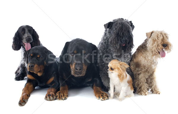 six dogs Stock photo © cynoclub