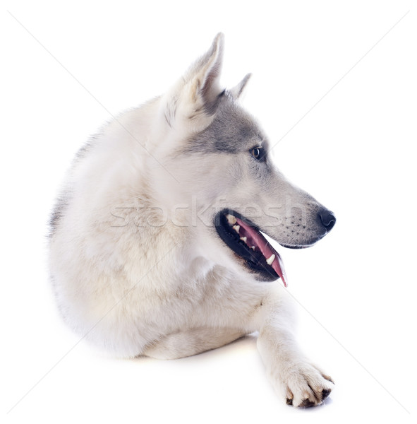 Boğuk portre güzel köpek hayvan Stok fotoğraf © cynoclub