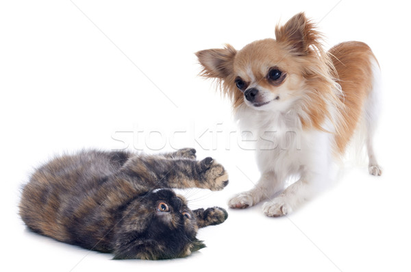 cat and dog playing Stock photo © cynoclub