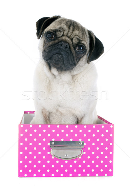 young pug in box Stock photo © cynoclub