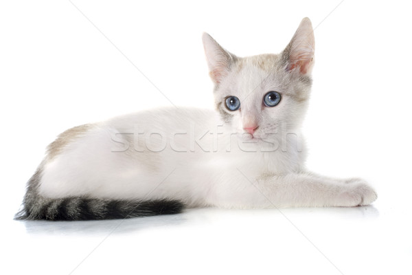 белый котенка молодые Сток-фото © cynoclub
