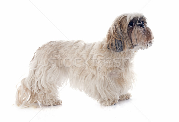 Shih Tzu Stock photo © cynoclub