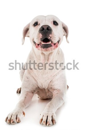 Kutya fehér díszállat fehér háttér Stock fotó © cynoclub