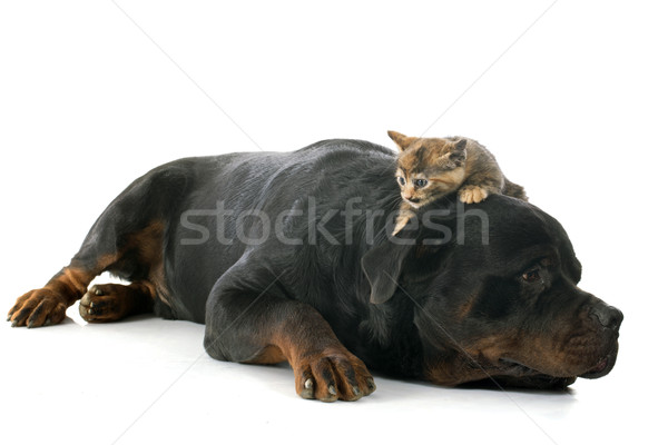 Stock fotó: Rottweiler · kiscica · fiatal · fehér · macska · barátok