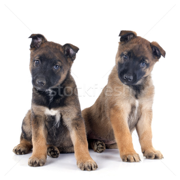 puppies malinois Stock photo © cynoclub