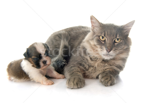 adult cat and puppy Stock photo © cynoclub