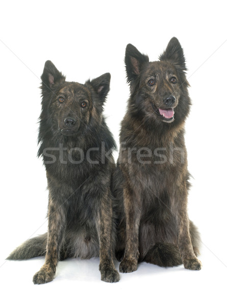 Olandez cu parul lung câine păr studio masculin Imagine de stoc © cynoclub