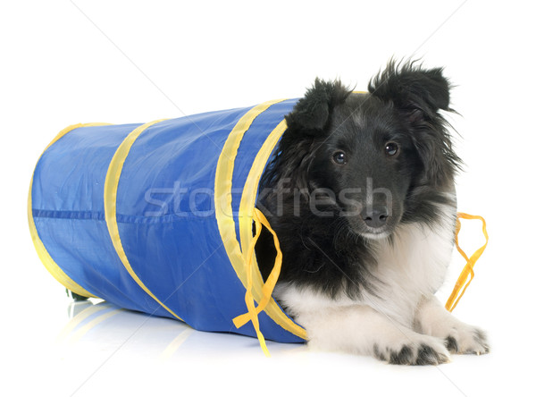 puppy shetland sheepdog in agility Stock photo © cynoclub