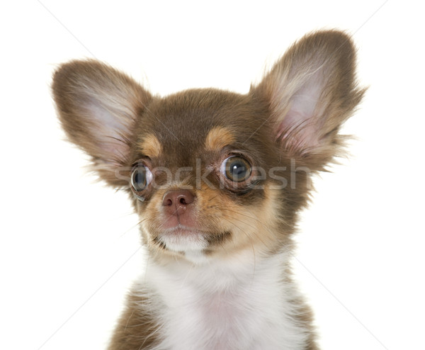 Stock photo: puppy brown chihuahua