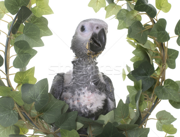 baby gray parrot in ivy Stock photo © cynoclub