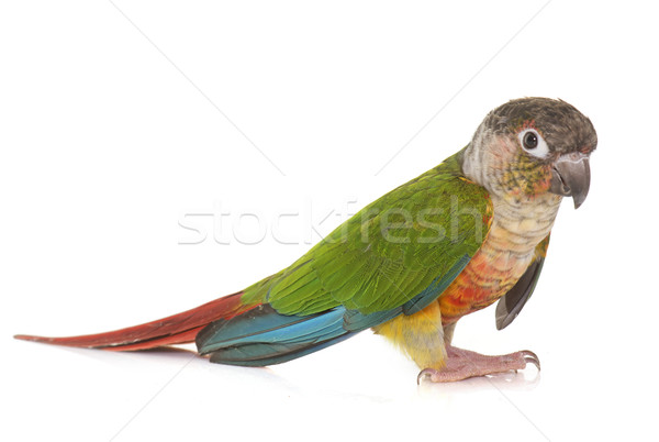 Stüdyo renkli yeşil papağan evcil hayvan tarçın Stok fotoğraf © cynoclub