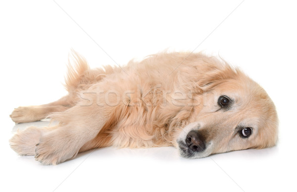 old golden retriever Stock photo © cynoclub