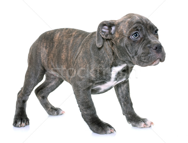 puppy american staffordshire terrier Stock photo © cynoclub