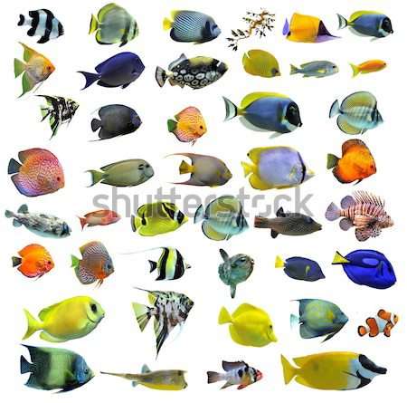 Stock photo: group of fishes