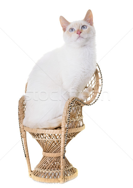 Stock photo: white kitten in studio