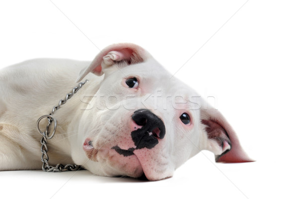 Jóvenes retrato perro blanco animales Foto stock © cynoclub