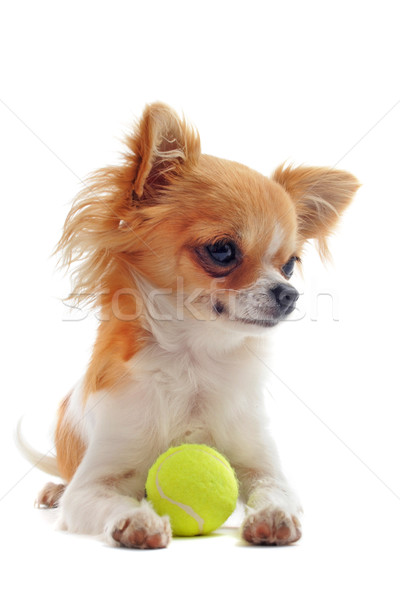 puppy chihuahua and ball Stock photo © cynoclub