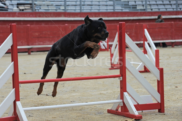 Rottweiler atlama rekabet gökyüzü Stok fotoğraf © cynoclub