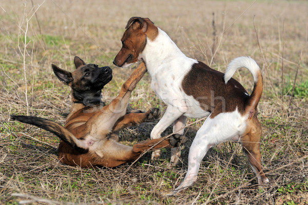 playing dogs Stock photo © cynoclub