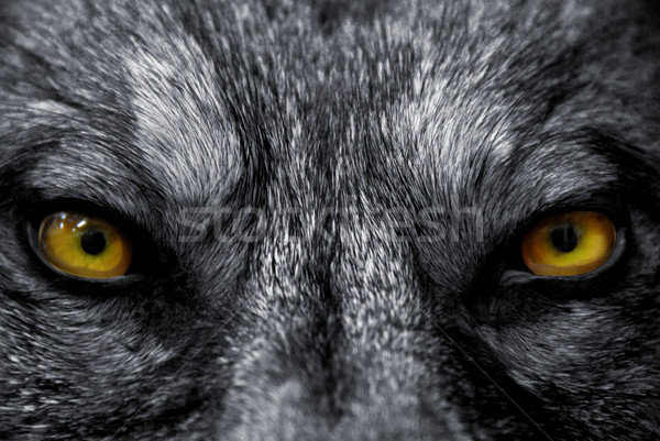 Ojos lobo hermosa peligroso mamífero Foto stock © cynoclub