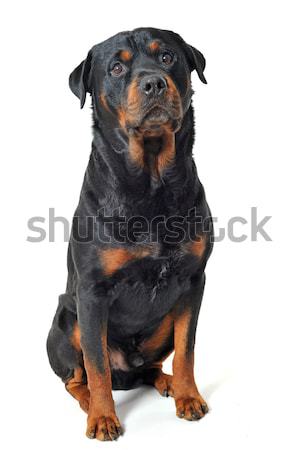 [[stock_photo]]: Rottweiler · portrait · blanche · noir · tête