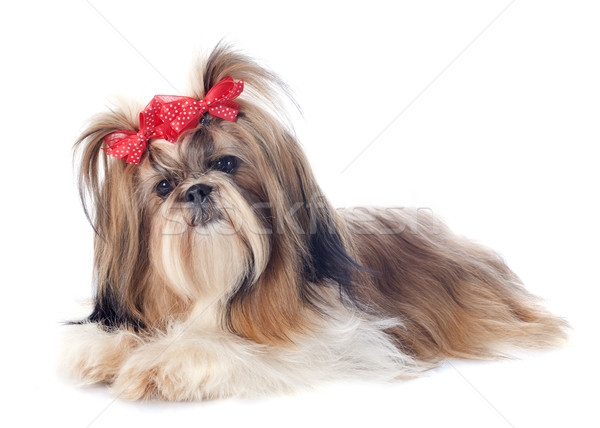 Shih Tzu Stock photo © cynoclub