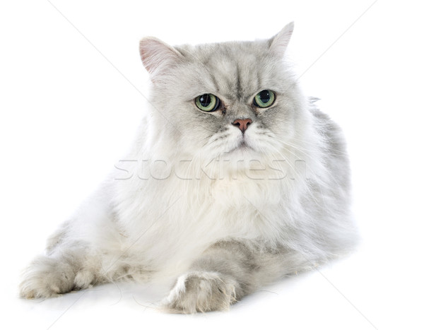 Gatto persiano bianco cat studio gattino pet Foto d'archivio © cynoclub